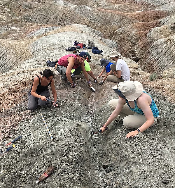 Dr. Mike D'Emic's team trenching for geologic data in 50-million-year-old sediments of the Bighorn Basin. Courtesy Mike D'Emic.