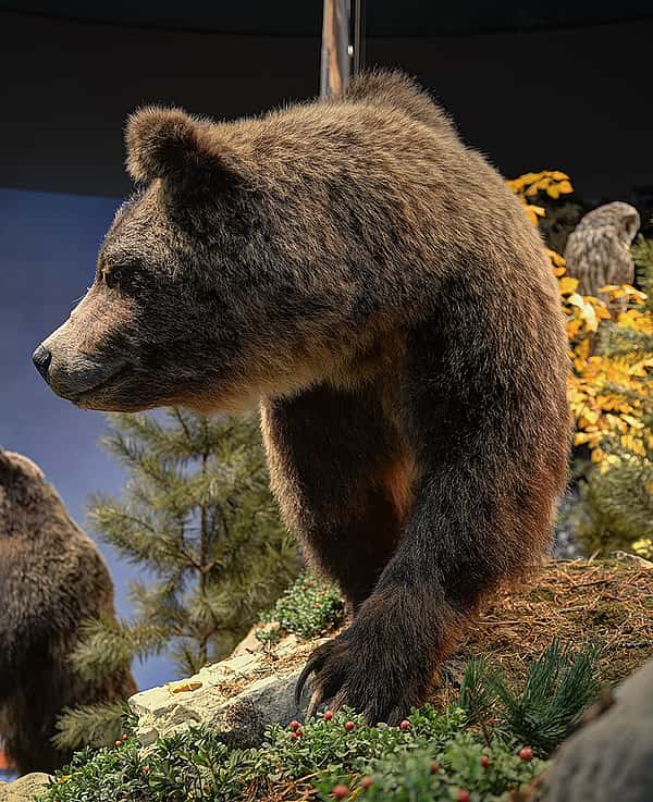 Take a look at those claws! This grizzly bear is a favorite specimen in the Draper Natural History Museum.