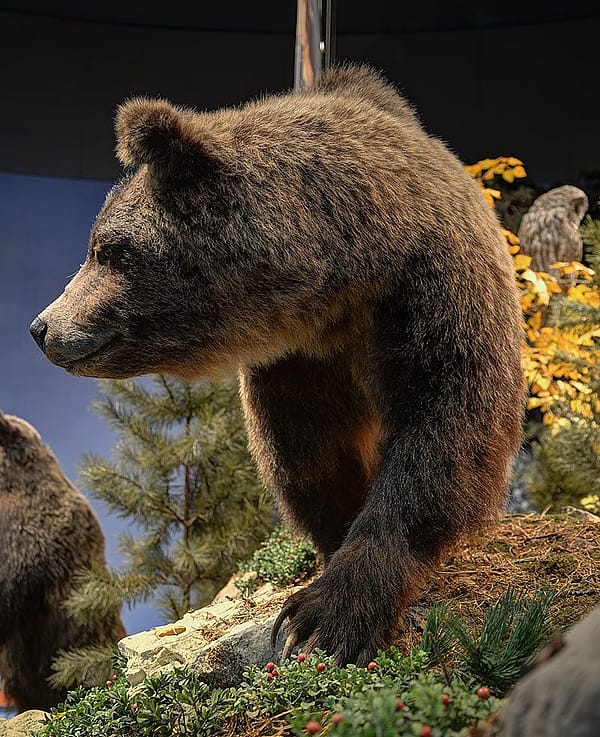 Take a look at those claws! This grizzly bear is a favorite specimen in the Draper Natural History Museum.