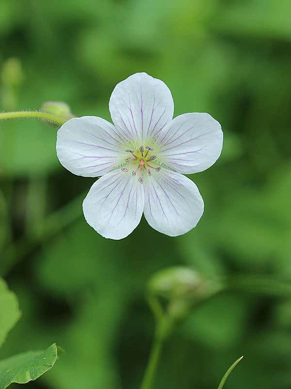 Yellowstone wildflowers: Richardson's Geranium
