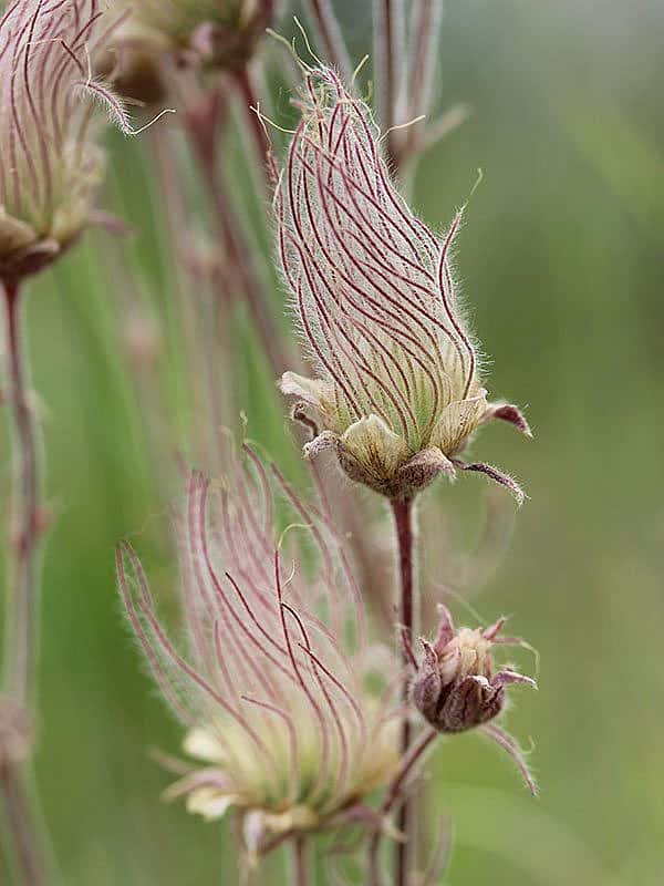 Yellowstone wildflowers: Spent Prairie Smoke. If you remember "Prairie Smoke" from the last post, this is what it looks like after it has bloomed.