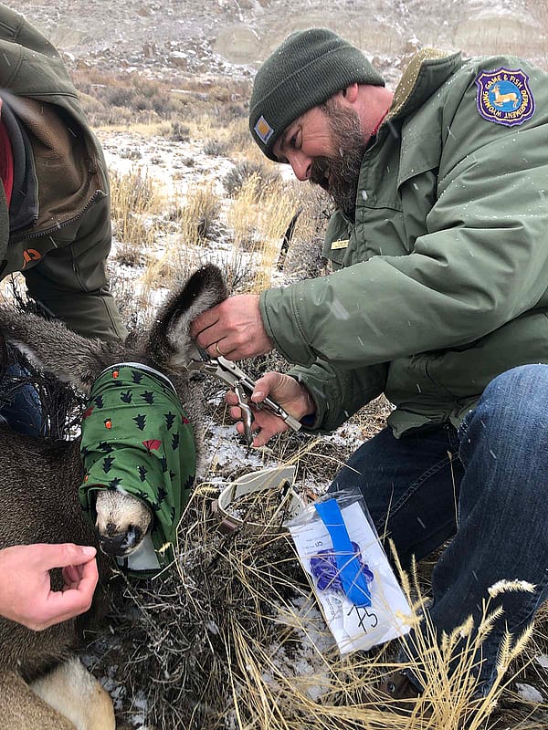 Tony Mong attaches a metal ear tag to a doe in the Upper Shoshone Mule Deer herd as part of the Focal Herd study started in 2022 by WGFD. The doe also received a GPS radio collar as part of the study. WGFD photo by Tara Hodges.