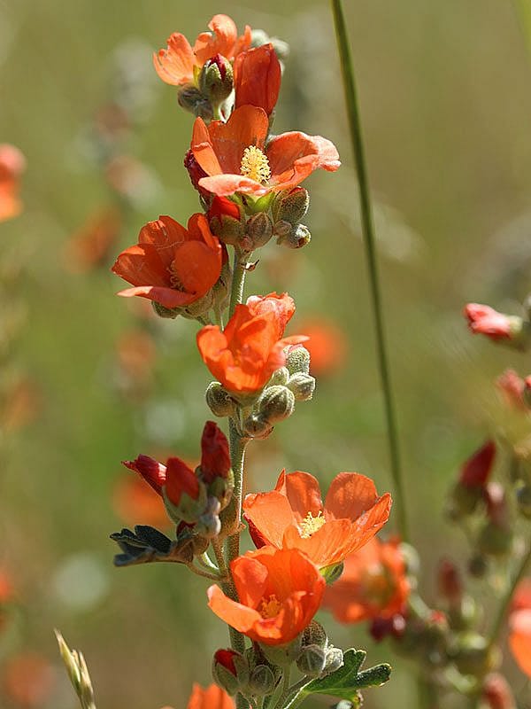 Yellowstone wildflowers: Coulter's Globemallow