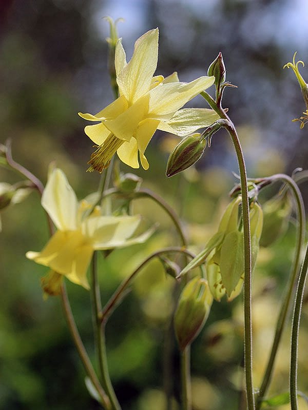 Yellowstone wildflowers: Coville's Columbine