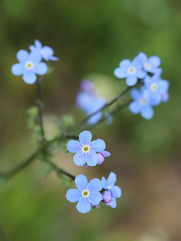 Yellowstone wildflowers: False (also known as Wild) Forget-Me-Not