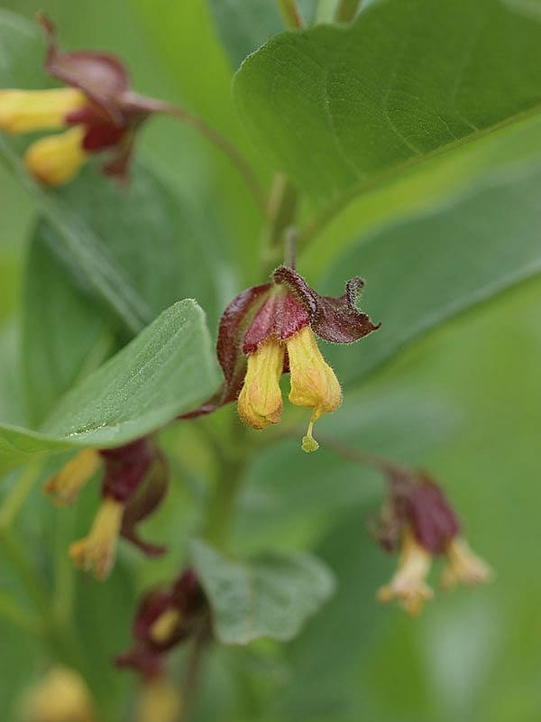 Yellowstone wildflowers: Another I don't know
