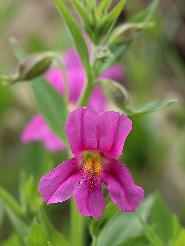Yellowstone wildflowers: Lewis' Monkeyflower. If you've seen a yellow flower shaped the same as this beauty, it's "common monkeyflower."