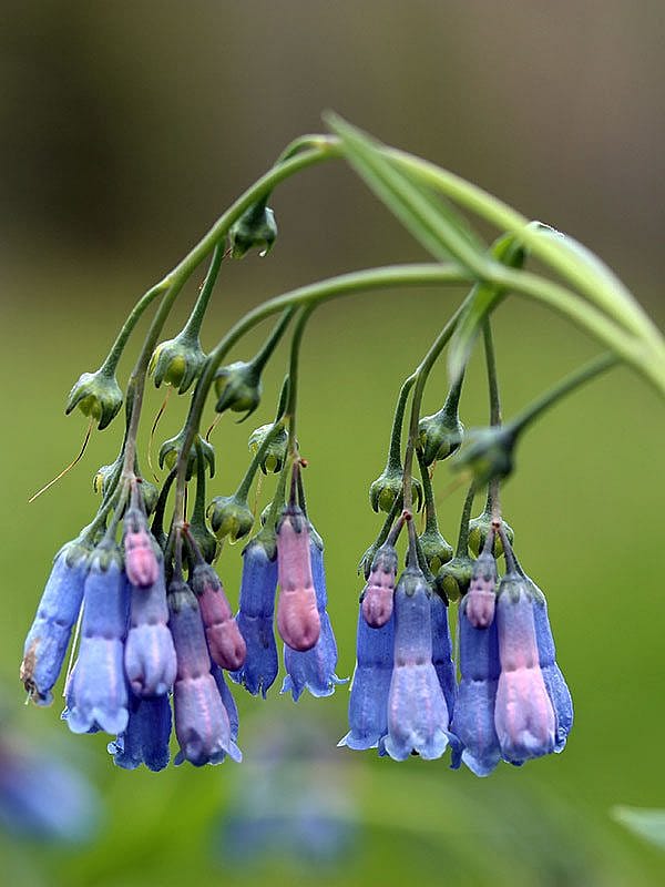 Yellowstone wildflowers: Mountain Bluebell