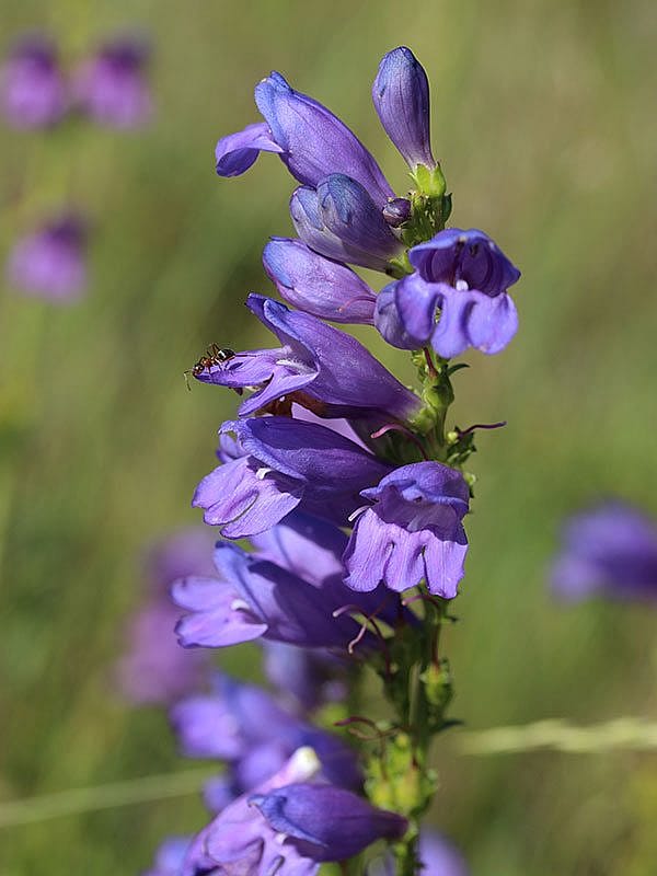 Penstemon. Yes, I know I had penstemon in the first blog post, but I couldn't resist adding this shot with the ant in it (look closely).