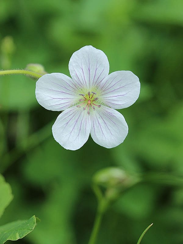 Yellowstone wildflowers: Richardson's Geranium