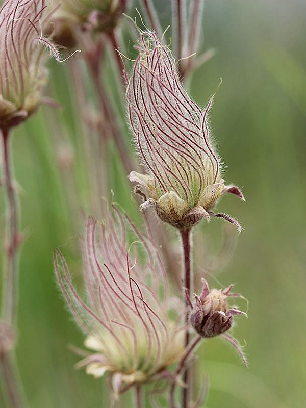 Yellowstone wildflowers: Spent Prairie Smoke. If you remember "Prairie Smoke" from the last post, this is what it looks like after it has bloomed.