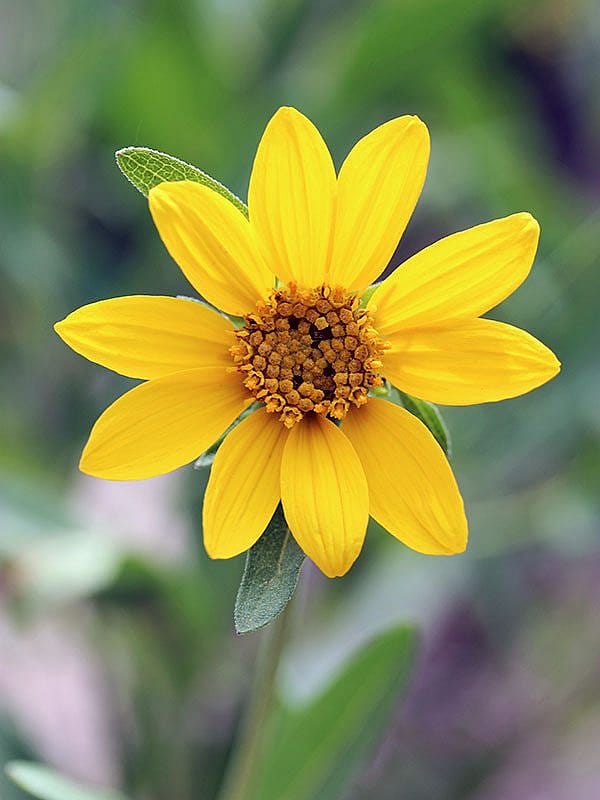 Yellowstone wildflowers: a yellow, daisy-shaped flower. There are some many pretty flowers similarly shaped. Anyone know which this one is?
