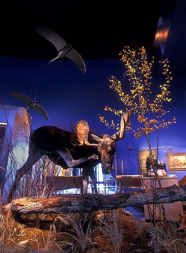 A Treasure from Our West: Shiras bull moose. NH.305.35