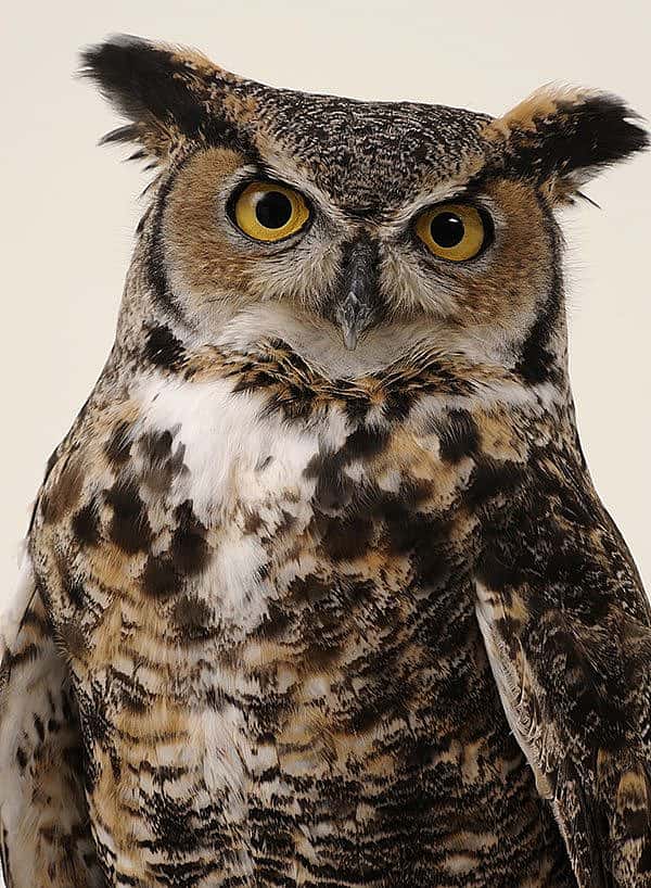 Teasdale the great horned owl.