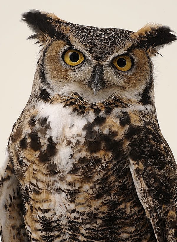 Teasdale the great horned owl.