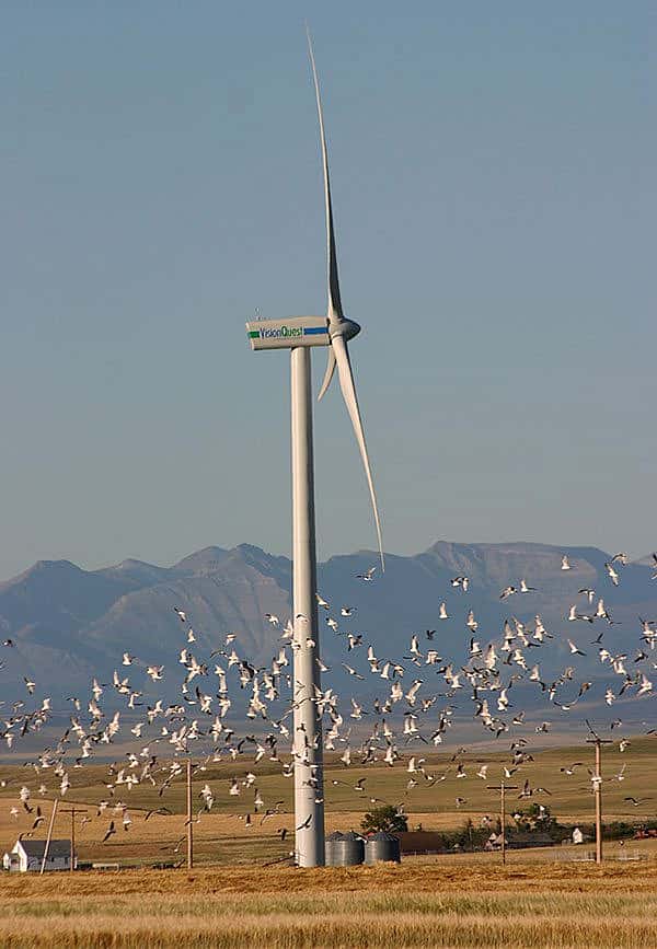Wind turbine surrounded by birds. Summerview Wind Farm, Pincher Creek, Alberta, Canada. David Dodge, Pembina Institute, 2005.