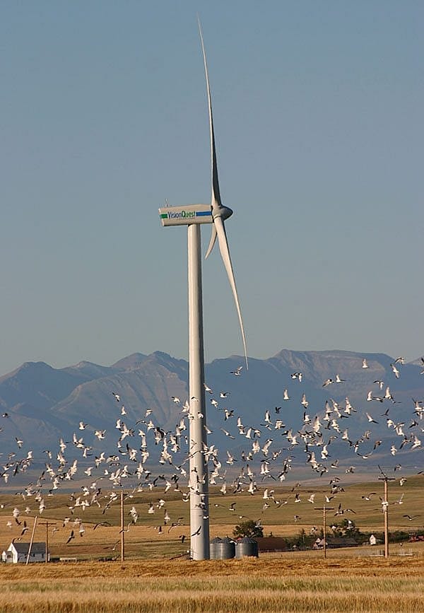 Wind turbine surrounded by birds. Summerview Wind Farm, Pincher Creek, Alberta, Canada. David Dodge, Pembina Institute, 2005.