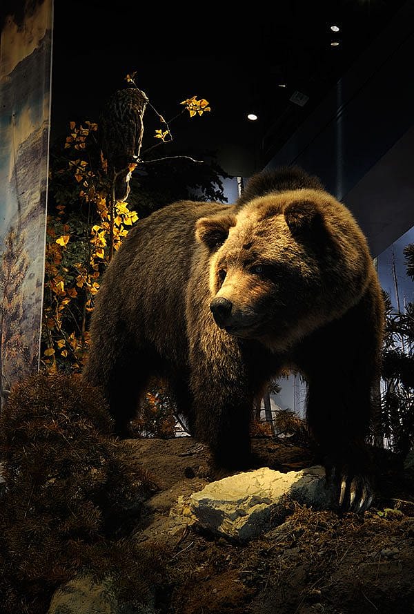 A grizzly bear comes to reclaim her cached elk carcass in this popular Draper exhibit. DRA.305.4