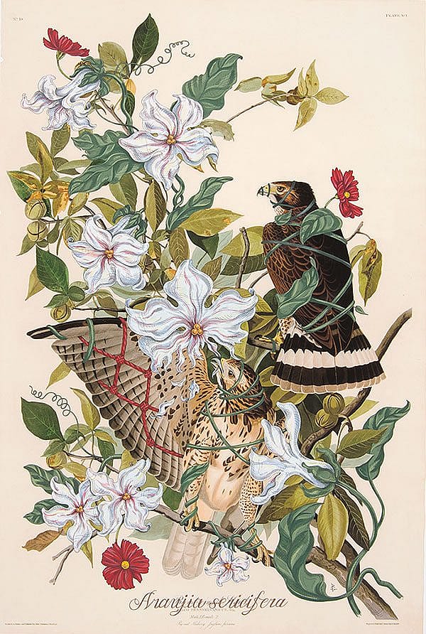 A Treasure from Our West: "Araujia Sericifera" by Penelope Gottlieb. 10.13.1