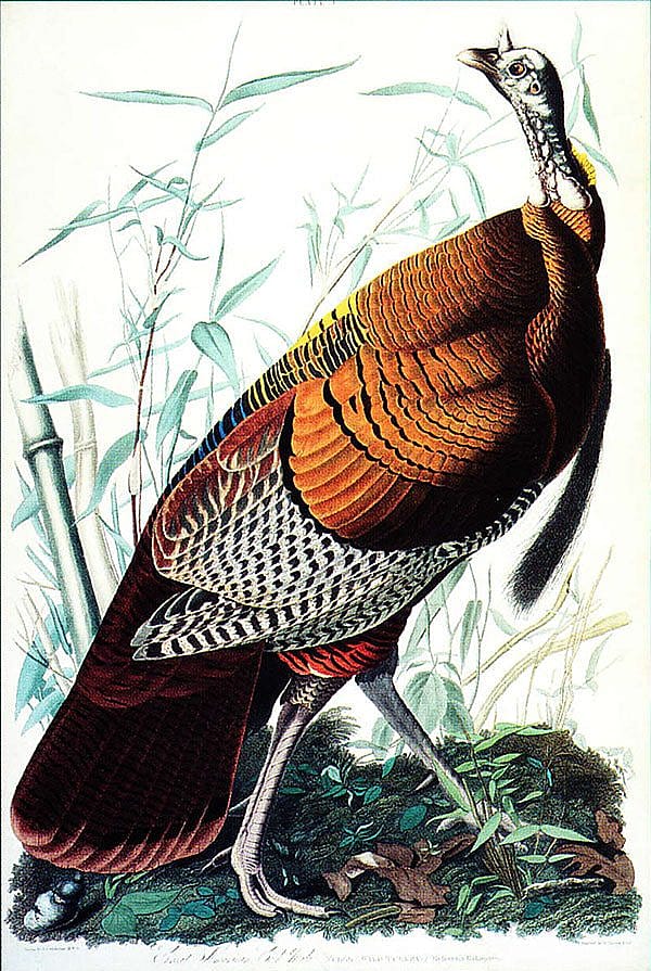 This is the first print in Audubon's "The Birds of America." This hand-colored engraving was done by Audubon’s first printer, William Lizars. John James Audubon (1785-1851), "Great American Cock, Male," 1825-1826. Bequest of Robert D. Coe. 7.86