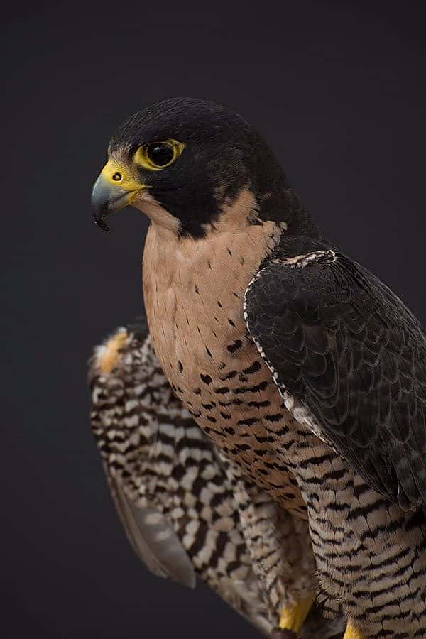 Hayabusa the peregrine falcon