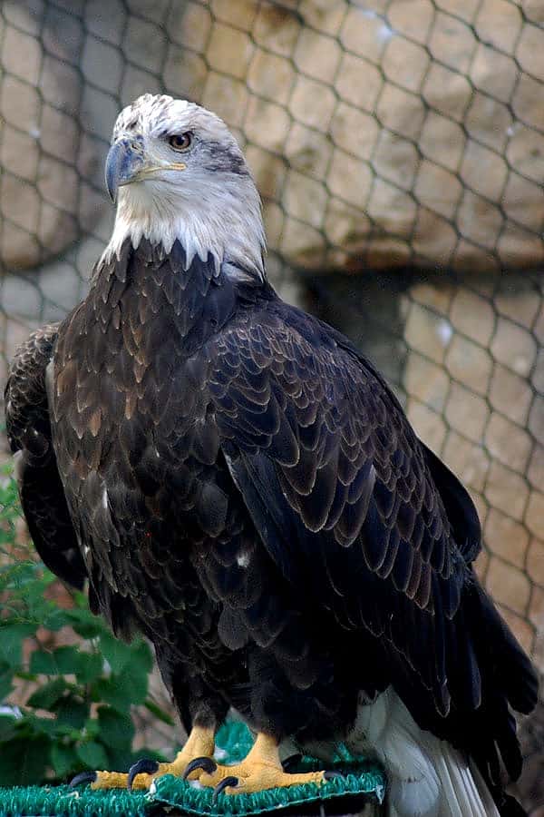 Jade the bald eagle