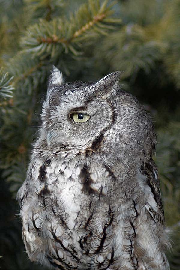 Monte the eastern screech owl