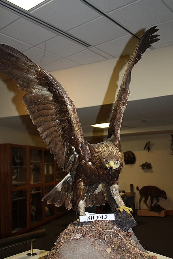 A Treasure from Our West: Golden eagle taxidermy mount. NH.304.3