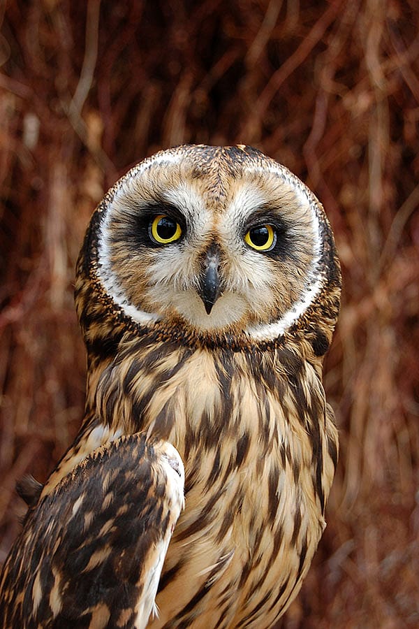 Amelia the short-eared owl