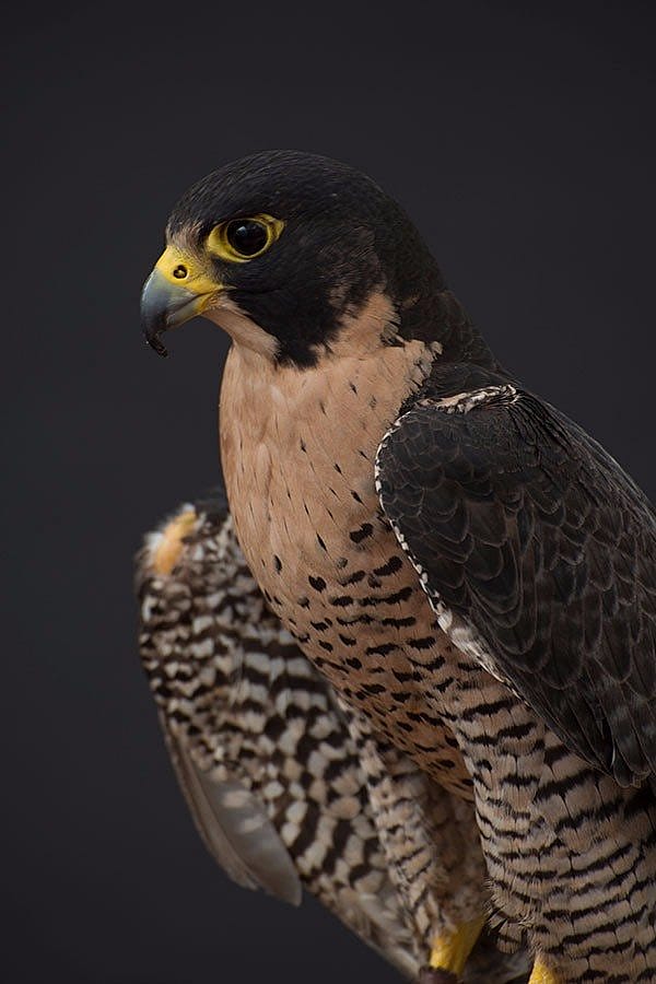 Hayabusa the peregrine falcon