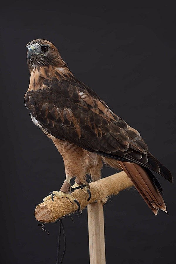 Isham the red-tailed hawk