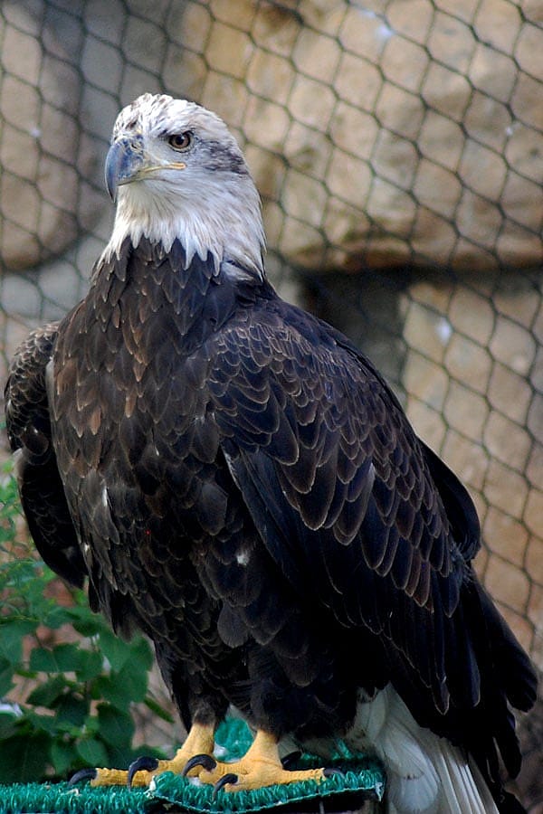 Jade the bald eagle