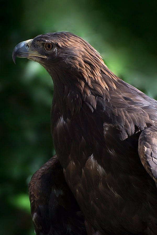 Kateri the golden eagle