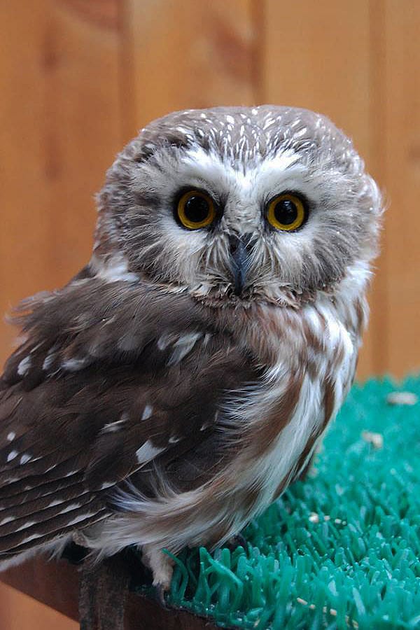 Remington the saw-whet owl