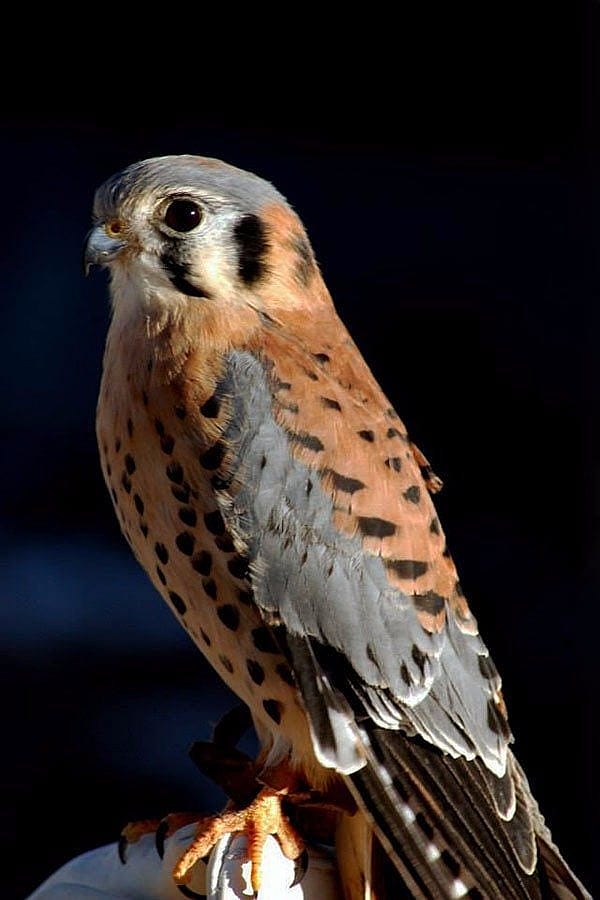 Salem the American kestrel