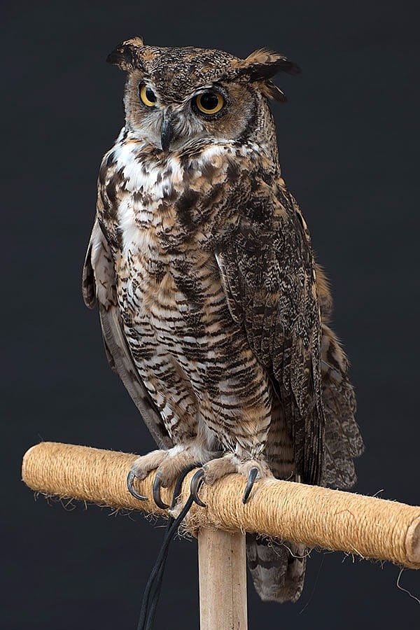 Teasdale the great horned owl, one of the birds of our Draper Museum Raptor Experience
