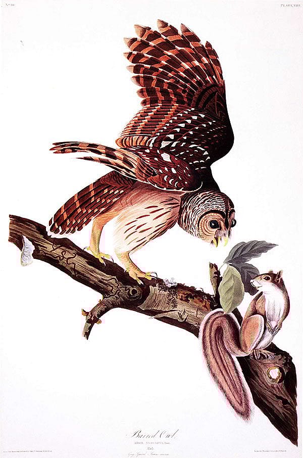 This engraving from "The Birds of America" features a squirrel in the composition with the owl. Audubon would later use the squirrel in his publication of "The Vitiparous Quadrupeds of North America." John James Audubon (1785-1851), artist; Robert Haveil, engraver, "Barred Owl." Bequest of Robert D. Coe. 48.85