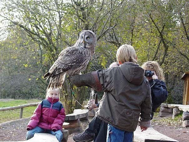 This was taken at a program in Germany several years ago. Please note that this is not allowed in the US so don't ask if you can hold one of our birds!