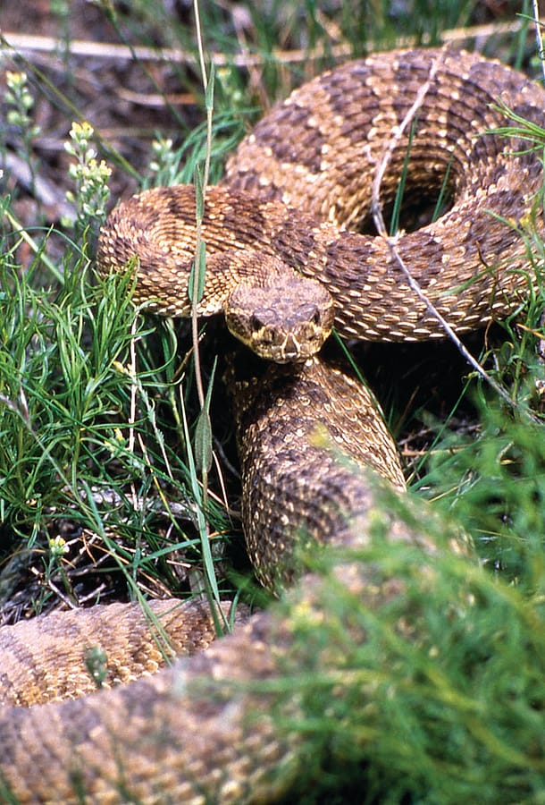 Prairie rattler. Roy Wood, 1990. NPS photo.