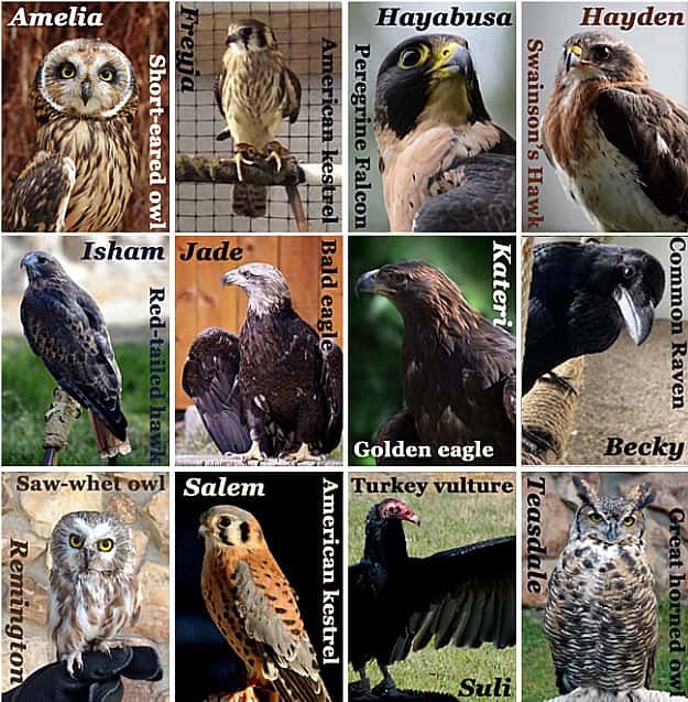 A collage of 12 birds that live at the Draper Museum Raptor Experience to demonstrate birds that tourist may view. 
