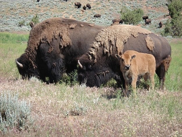 Bison family group