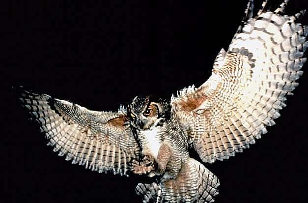 Great Horned Owl in flight