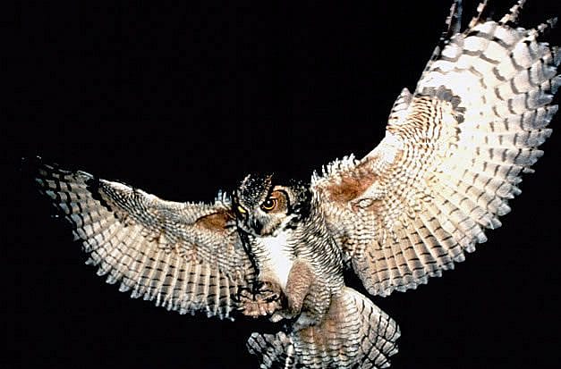 Great Horned Owl in flight