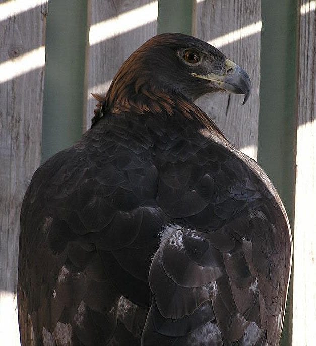 Golden eagle Kateri
