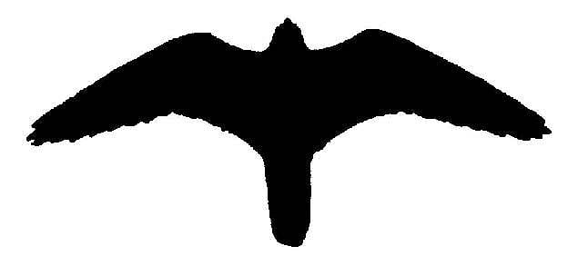 Falcon silhouette