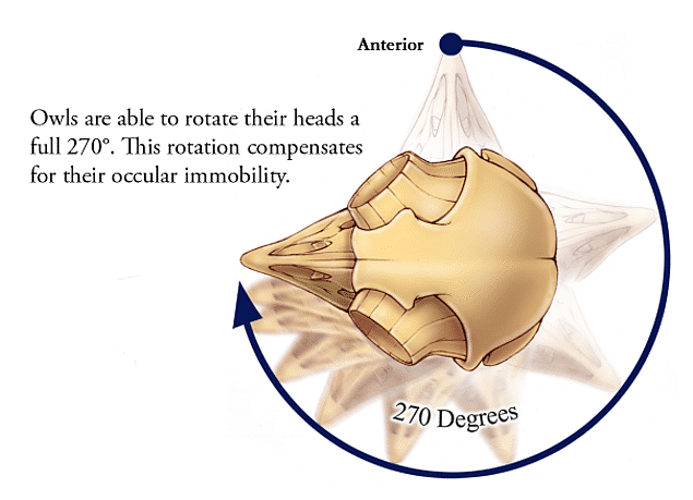 Owls can rotate their heads 270 degrees!