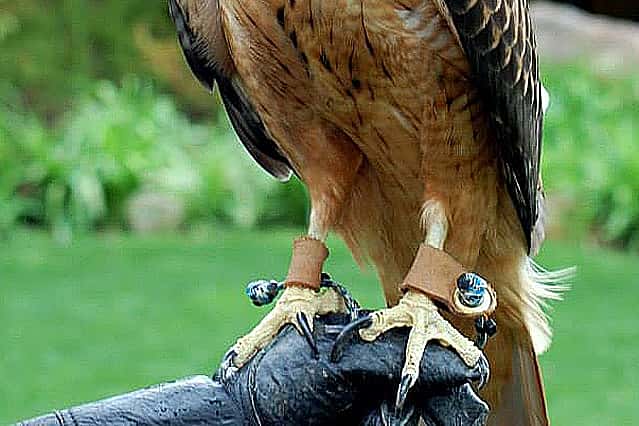 Illustrates how a hawik's feet look different from a falcons. 

