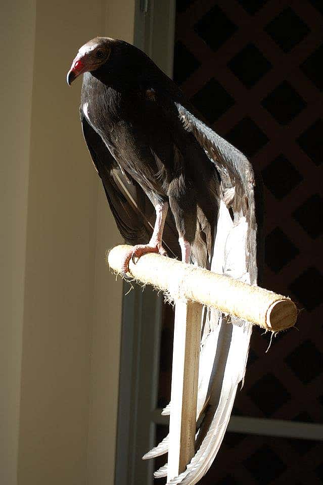 Suli enjoying the sun in front of the workroom window at the Greater Yellowstone Raptor Experience.