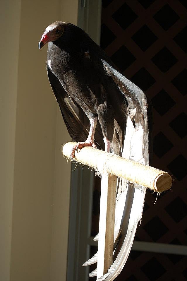 Suli enjoying the sun in front of the workroom window at the Greater Yellowstone Raptor Experience.