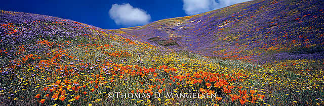 “Tapis Magique (Magic Carpet),” 2003, Thomas D. Mangelsen, Fujiflex Crystal Archive Print, 39 x 100 inches.